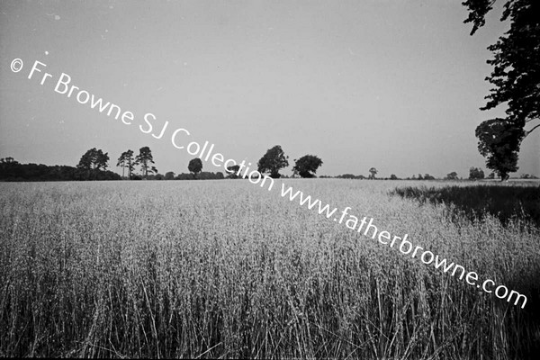 HARVESTING THE OAT CROP